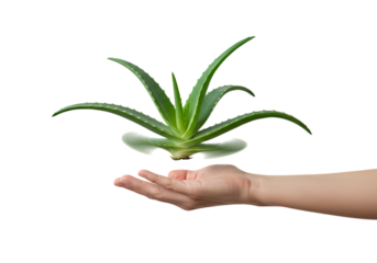 Aloe Vera Plant Held Gently in an Open Palm Against a Pure White Background isolated on transparent baackground