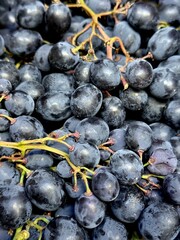 Close-up of a ripe Isabella grape. Juicy dark grapes are perfect for winemaking, farming, food market, harvest or organic food themes