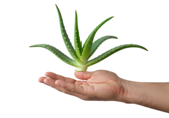 Aloe Vera Plant in Hand isolated on transparent baackground