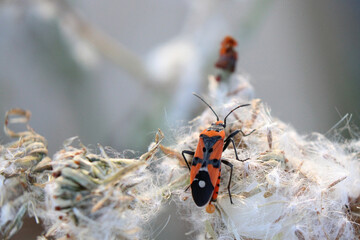 Red and black bug on a fluffy seed pod laying an egg