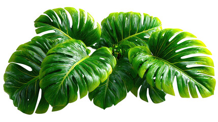 Tropical Monstera Leaves: Lush, vibrant green monstera leaves, showcasing their characteristic split leaves and deep veining, creating a vibrant display of tropical foliage. 