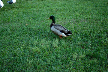 duck on green grass