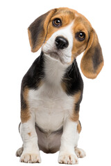 Beagle puppy on white background