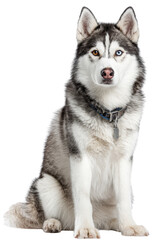 Fototapeta premium Siberian husky dog isolated on white background