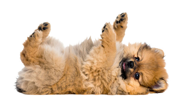 cute funny transparent pomeranians puppy dog lying on his back with paws up and waiting for belly rubs; doggy isolated on transparent background