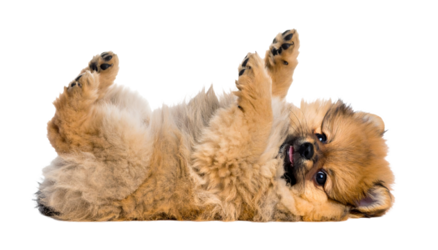 cute funny transparent pomeranians puppy dog lying on his back with paws up and waiting for belly rubs; doggy isolated on transparent background
