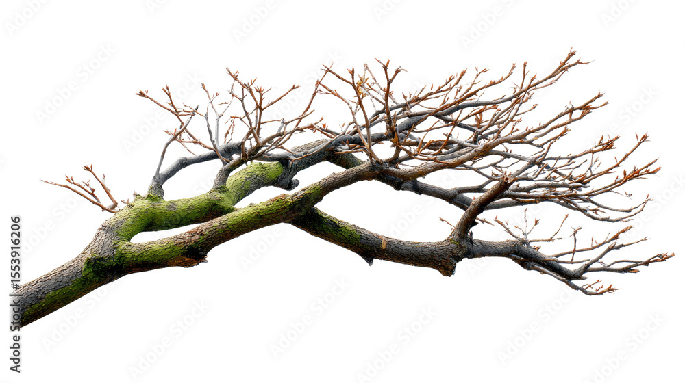 Aufkleber branching out: a close-up captures the intricate form of a tree branch, showcasing its textured bark