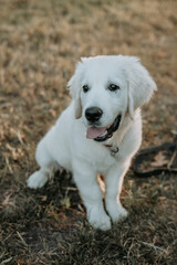 Un chiot blanc de race golden retriever dans la nature