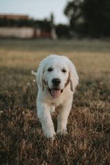 Un chiot blanc de race golden retriever dans la nature