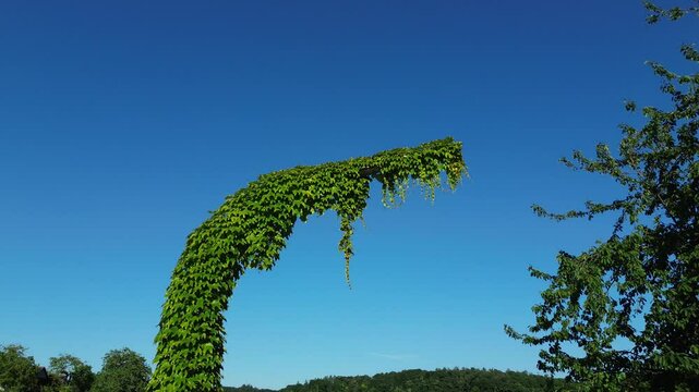 Eine Laterne von Efeu bewachsen