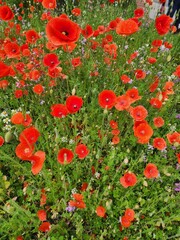 Obraz premium wild flowers and poppies