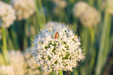 A close-up of a beetle sitting on blooming white onion flowers (Allium cepa) in a field.