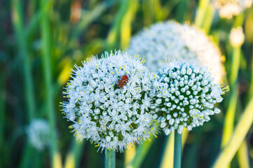 A small insect on white onion blossoms in natural light.