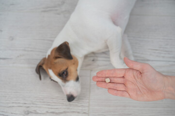 The owner hands the Jack Russell Terrier a pill. 
