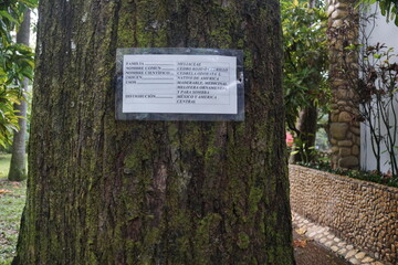 Park, trees, light, sun, vegetation, green at chiapas, mexico