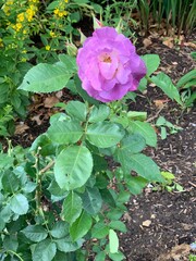 rose