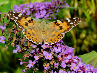 Schmetterling mit KI erstellt+bearbeitet
