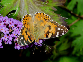Obraz premium Schmetterling mit KI erstellt+bearbeitet