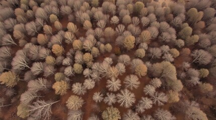Aerial View of Winter Forest: A breathtaking aerial shot captures a dense forest in winter, showcasing the muted tones of leafless trees against a reddish-brown forest floor.