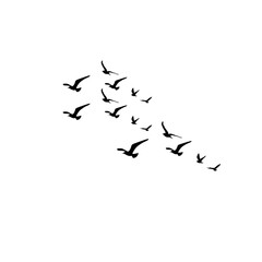 Flock of Flying Birds Silhouette Vector Set for Tattoos and Nature Art