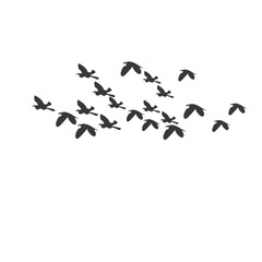 Flock of Flying Birds Silhouette Vector Set for Tattoos and Nature Art