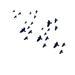 Flock of Flying Birds Silhouette Vector Set for Tattoos and Nature Art