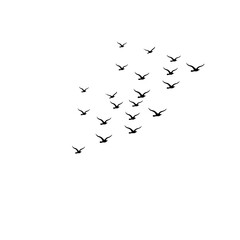 Flock of Flying Birds Silhouette Vector Set for Tattoos and Nature Art