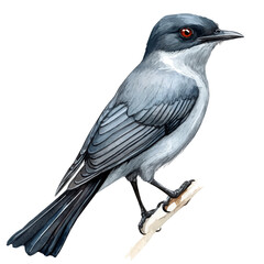 Cuckooshrike Close Up, watercolor vector, isolated on a white background.