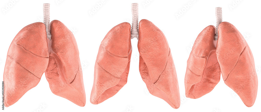 Poster human lungs, realistic 3d model with trachea. side and front, views. 3d rendering isolated on transp
