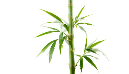 Obraz premium Fresh green bamboo stalk isolated against a white background, showcasing its vibrant color and natural texture for wellness or design projects.