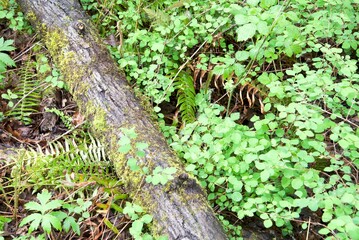 Close up of decaying logs on the forest floor, surrounded by lush green foliage including ferns, oxalis (clover), neon green moss, fallen leaves and fresh spring growth.