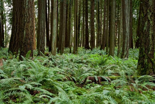 Dense pine woodland growing out of a forest floor completely covered with bright green ferns, specifically Western Sword Fern (Polystichum munitum). 