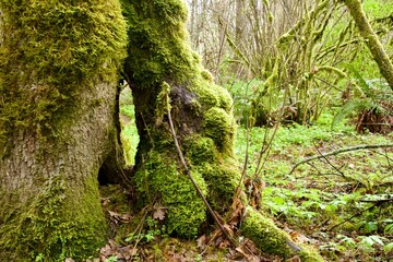 Side view of dense pine woodland framed by a mossy tree trunk in the foreground. Taken while hiking...