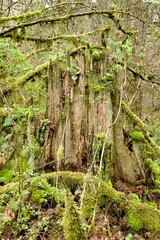 Decaying tree stump surrounded by fresh green foliage growth in a dense woodland area. Taken while...