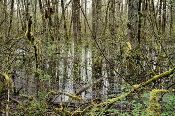 Standing water in a dense woodland area, with bare tree trunks reflected back and surrounded by...