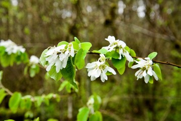 Close up of single branch festooned with budding flowers and leaves, specifically a Serviceberries (Genus Amelanchier), with the woodland area out of focus in the background. 