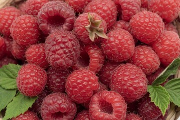 Fresh Organic Raspberries Close-Up. Natural Red Berries Background.