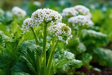 Close up of white horseradish flowers in an organic garden during spring