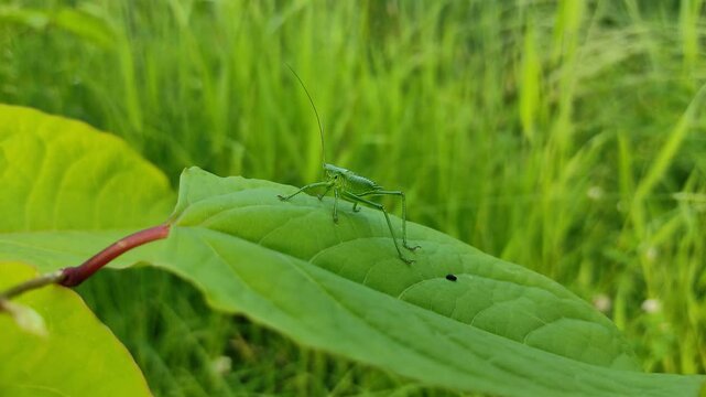 A grasshopper sits on a leaf