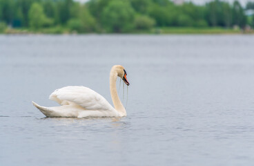 Graceful white Swan swimming in the lake, swans in the wild. Portrait of a white swan swimming on a lake.