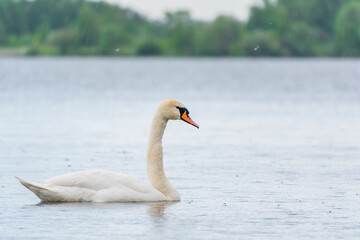 Graceful white Swan swimming in the lake, swans in the wild. Portrait of a white swan swimming on a...