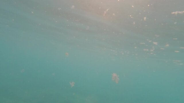 microplastics and plastic waste in the sea and ocean