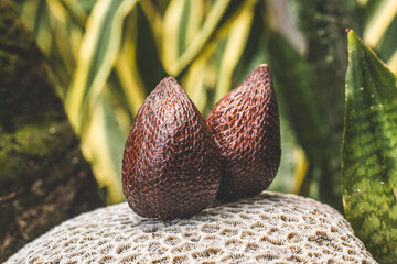 lychee outdoors