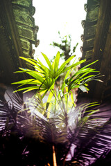 Tropical Palm Leaves Framed by Traditional Wooden Architecture