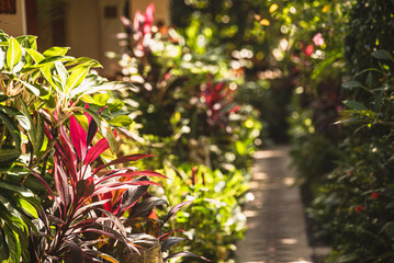 Walking Path through Garden Resort