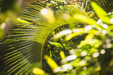 close up of a tropical plant