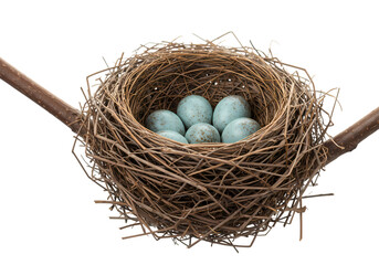 Obraz premium A Birds Nest A Delicate Construction of Twigs Grasses and Feathers Holding a Clutch of Pale Blue Eggs isolated on transparent background
