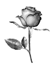 rose with photocopy effect.black and white rose.flower with stippling effects
