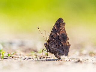 Peacock butterfly on the ground among the grass