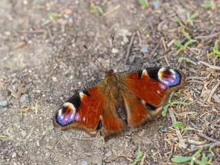 Peacock butterfly on the ground among the grass